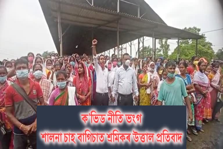 protest-by-tea-estate-workers-at-salna-tea-estate