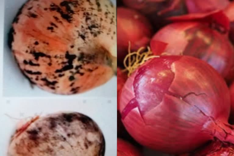 truth about black fungus in freeze and onion