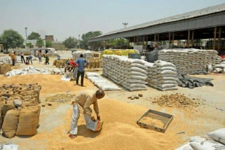 Hoshangabad topped in wheat procurement