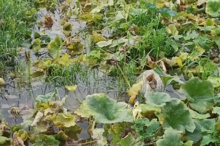 yaas cyclone effect on crops in ranchi