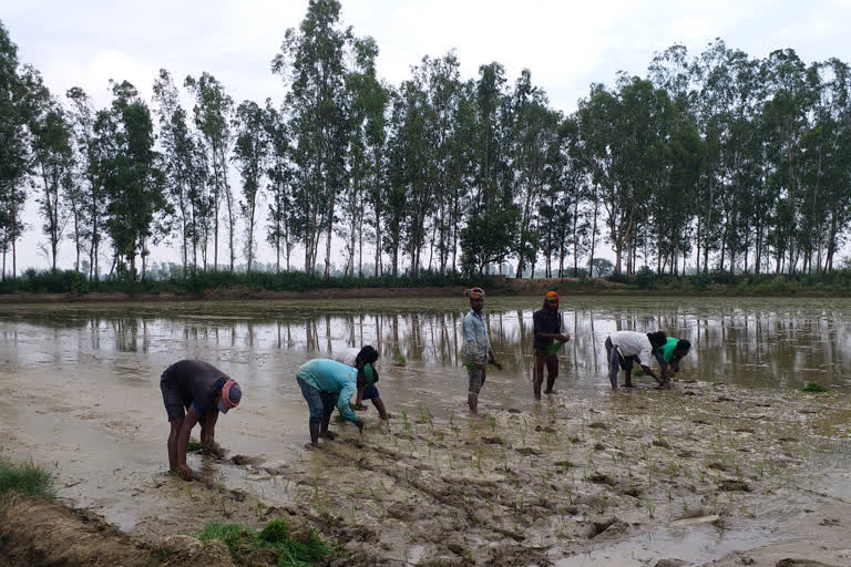 karnal-thirteen-farmers-notice-early-transplanting