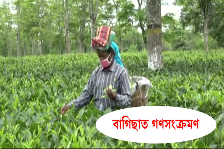 mass-infection-at-tea-estate-areas-of-naharkatia