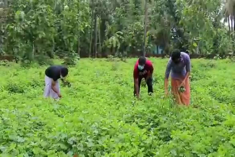 കണ്ണൂര്‍ തകരയില വാര്‍ത്ത  തളിപ്പറമ്പ് ചവനപ്പുഴ തകര വാര്‍ത്ത  തകര ചെടി പുതിയ മലയാളം വാര്‍ത്ത  പുതുമഴയില്‍ കിളിര്‍ത്ത തകര വാര്‍ത്ത  തകര കണ്ണൂര്‍ വാര്‍ത്ത  thakara plant grows in kannur news  thakara thalipparamb chavanappuzha news  thakara plant latest malayalam news  thakara plant latest news