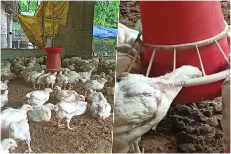 Poultry feed prices rises, farm owners in distress  Poultry feed  farm owners  Poultry  Poultry farm  ലോക്ക്ഡൗൺ  കോഴിത്തീറ്റയുടെ വില വർധിച്ചു; ഫാം ഉടമകൾ ദുരിതത്തിൽ  കോഴിത്തീറ്റ  കോഴിഫാം