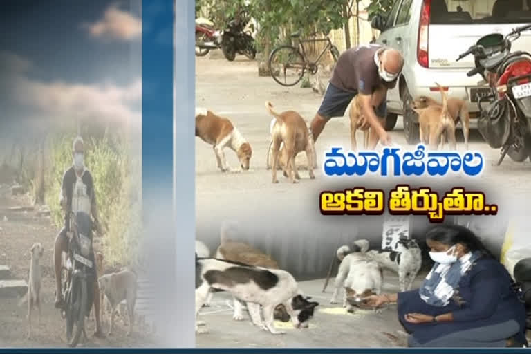 animal-lover-feeding-street-dogs-in-vake-of-covid-times-in-east-godavari-kakinada