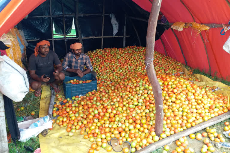 yaas cyclone effect on tomato farming in hazaribag