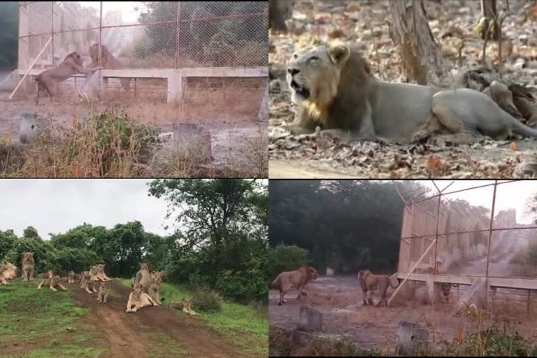 વાવાઝોડું ગીરના સિંહો માટે બની શકે છે આશીર્વાદ સમાનવાવાઝોડું ગીરના સિંહો માટે બની શકે છે આશીર્વાદ સમાન