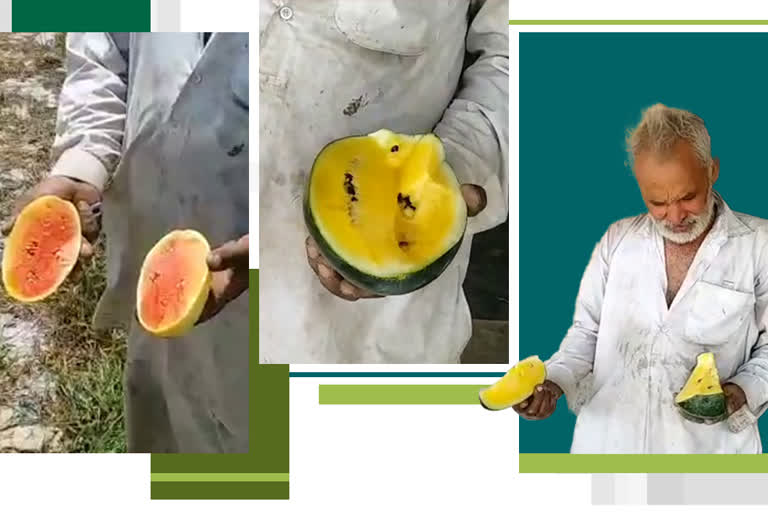 Panipat farmer growing colorful watermelons