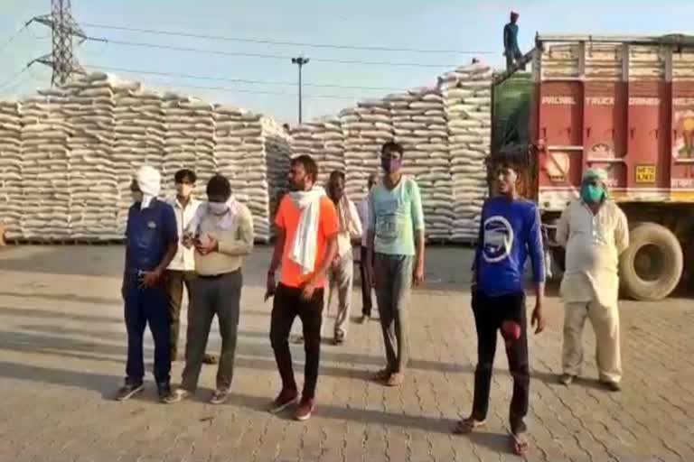 ballabhgarh grain market wheat spoiled