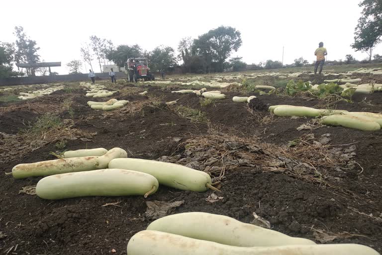 Corona eclipse on gourd crop