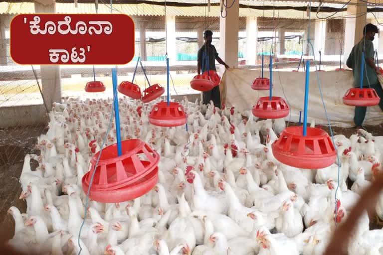 covid effects on poultry business