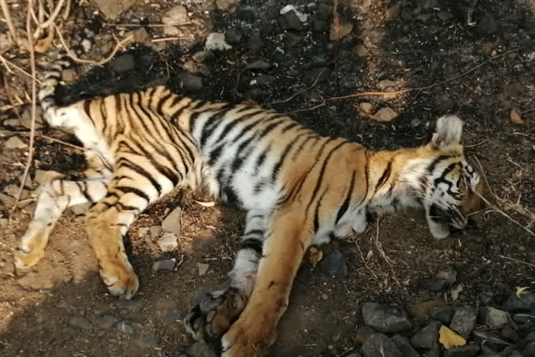 wb_kol_forest department cant save royal bengal tiger_wbur10001