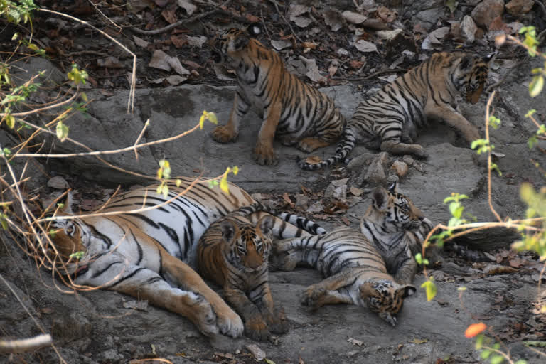 Tigress T4 gave birth to five cubs