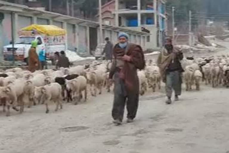 محکمہ قبائلی امور نے خانہ بدوش قبائلی آبادی کا سروے شروع کیا