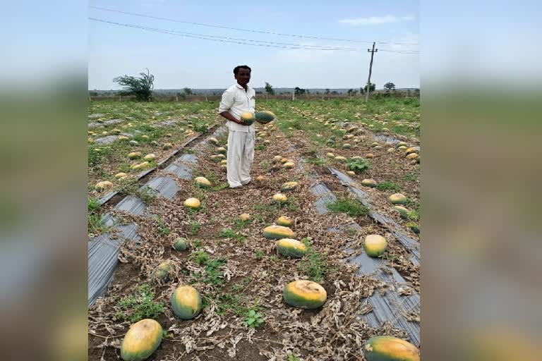 lock-down-effect-farmer-destroyed-watermelon-in-sedam