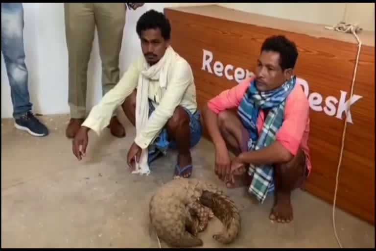 Pangolin smuggling in Mahasamund