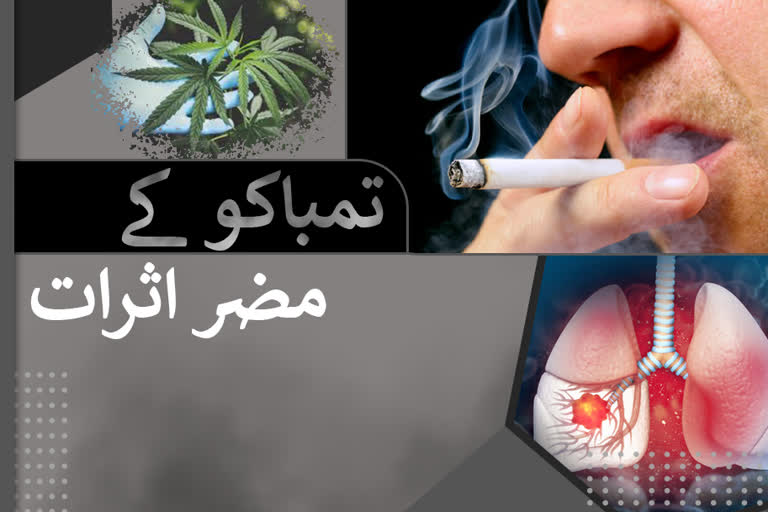 World Tobacco Day: تمباکو کے مضر اثرات