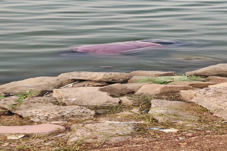 youth-commits-suicide-by-jumping-in-telibandha-pond-of-raipur