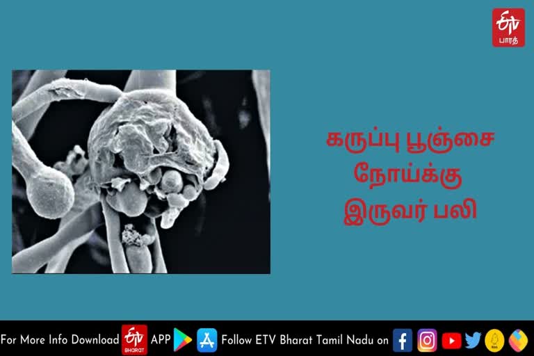 பெரம்பலூரில் கருப்பு பூஞ்சை நோய் தொற்றுக்கு இருவர் பலி