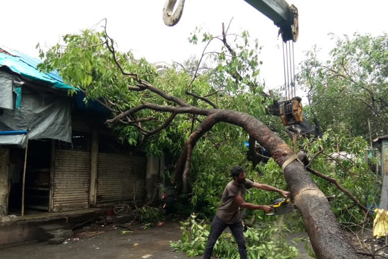 Dangerous trees will be inspected by the municipality with the help of sophisticated techniques