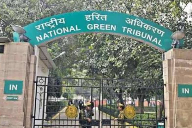 complaint of cutting of hundred year old peepal tree in national green tribunal