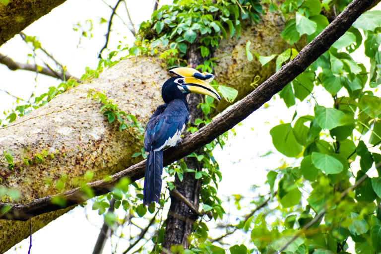 Save hornbill