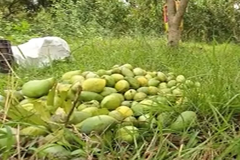 mango-farmer-of-bankura-facing-loss-due-to-covid-situation