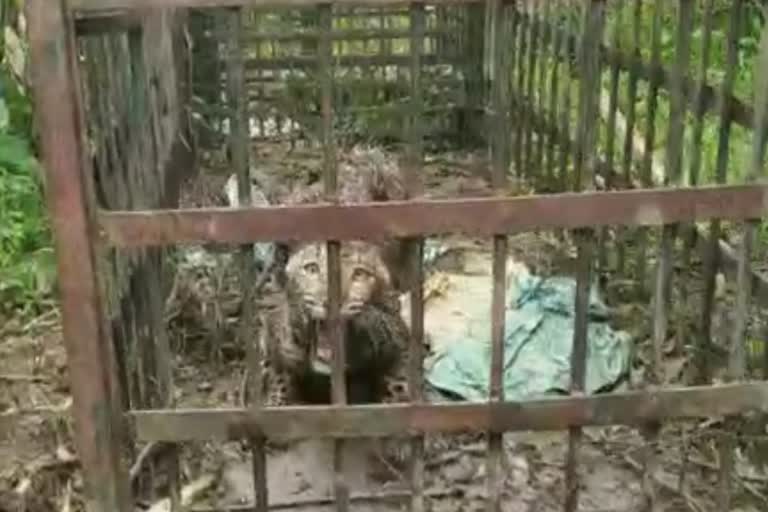 Tiger cage closed at Naharkatia