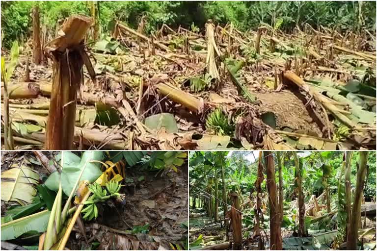 plights of farmers  idukki highrange  idukki farmers  ദുരിതത്തിലായി കർഷകർ  ഇടുക്കി കർഷകർ  ഹൈറേഞ്ചിലെ കർഷകർ