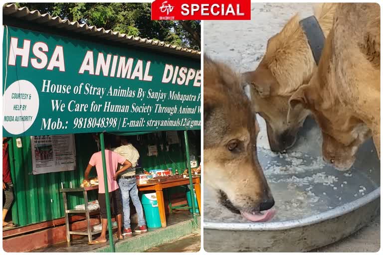 hsa organization providing shelter to destitute animals in noida