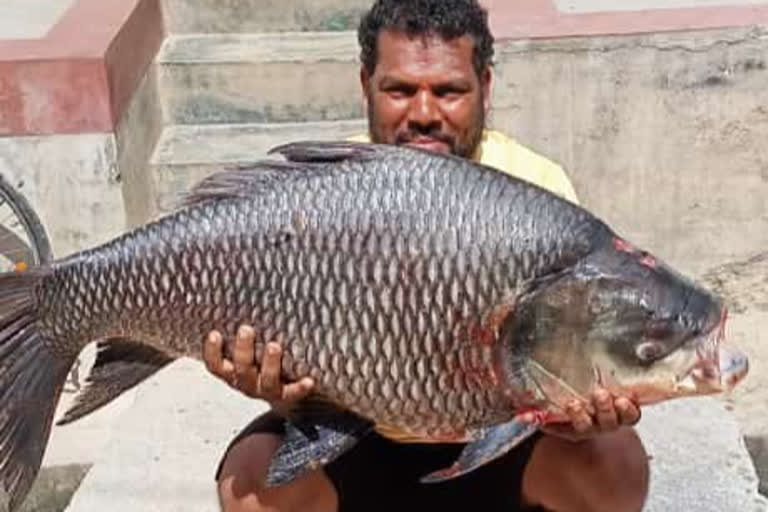 38 kg katla fish