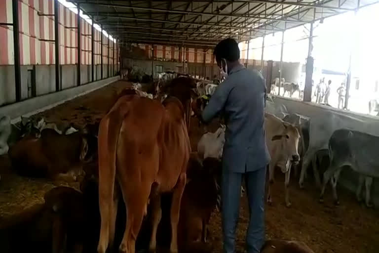 राजस्थान न्यूज, Cow smuggling in Jhalawar