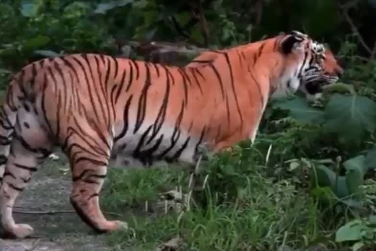 tiger video viral