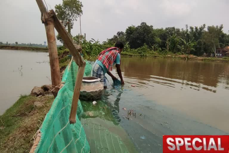 একদিনের বৃষ্টিতে ভেসে গিয়েছে পুকুরের মাছ, সংকটে চাঁচলের মৎস্যজীবীরা