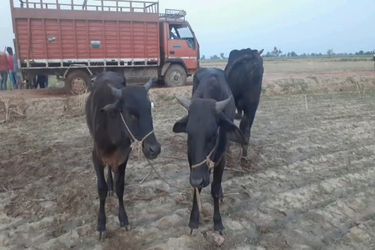 action against cow smuggling, seized trucks full of cows