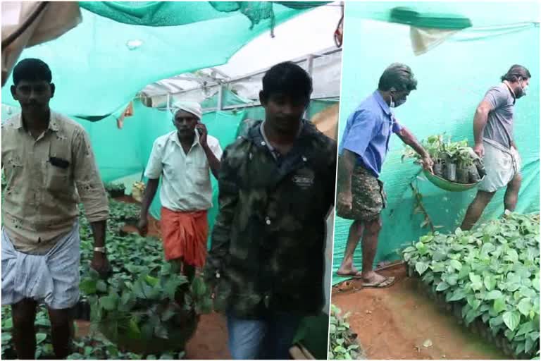 No rest during lockdown Young people turn to agriculture  കൃഷിയിലേക്ക് തിരിഞ്ഞ് ഇടുക്കിയിലെ യുവാക്കള്‍  കൊവിഡിനെ തുടര്‍ന്ന് ജില്ലയിലെ വിവിധ മേഖലകളില്‍ ധാരാളം യുവാക്കളാണ് കൃഷിയില്‍ സജീവമായിരിക്കുന്നത്.  Following covid, many youths from different parts of the district are active in agriculture.  കൃഷിയില്‍ സജീവമായി യുവാക്കള്‍  Youth active in agriculture