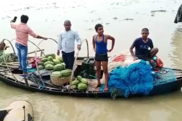 गंगा में तैरते तरबूज को जान जोखिम में डालकर लूटने लगे लोग