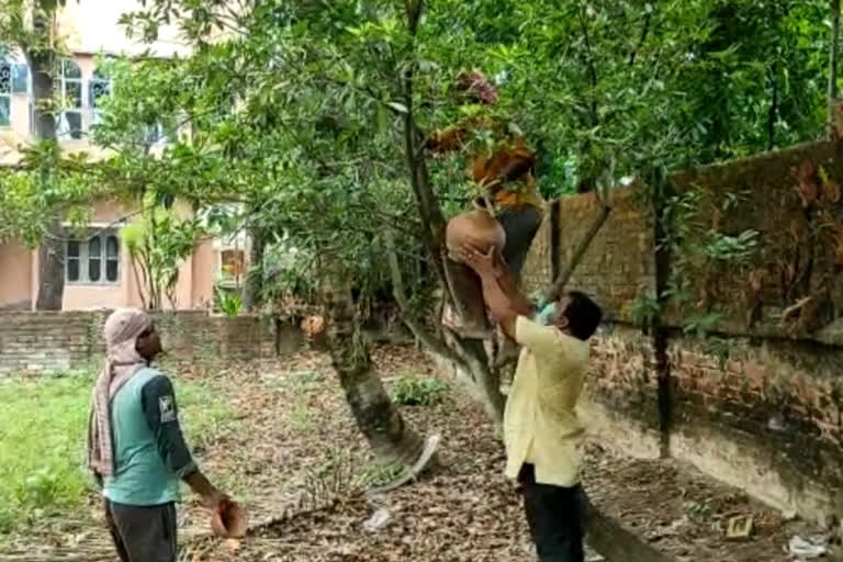 The birds home devastated by Yaas, sundarban environmentalists making artificial nest