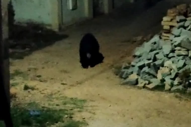 Leopard, Bear spotted at residential area in Vijayanagar