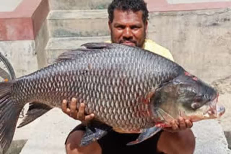 Catla fish, KRS Dam