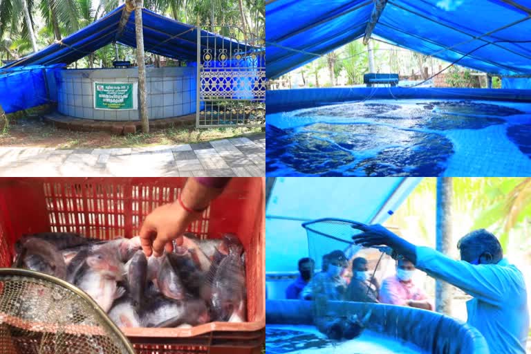 bioflok farming  Fish farming  Kunjiraman  മത്സ്യ കൃഷി  കുഞ്ഞിരാമൻ  മത്സ്യകുഞ്ഞുങ്ങൾ  മത്സ്യം  ബയോഫ്‌ളോക്ക് മത്സ്യം  പ്രവാസി  കൊവിഡ്  Covid  Corona  ഫിഷറീസ് വകുപ്പ്  അജാനൂര്‍ ഗ്രാമ പഞ്ചായത്ത്  കുളം  Department of Fisheries  Biofloc fish