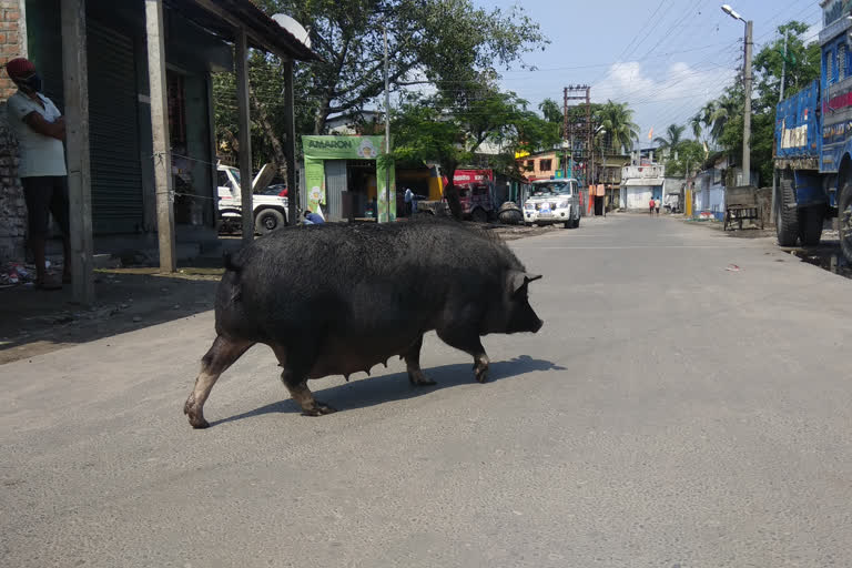 পৌরসভাকে শুয়োর উচ্ছেদের নির্দেশ কলকাতা হাইকোর্টের জলপাইগুড়ি সার্কিট বেঞ্চের