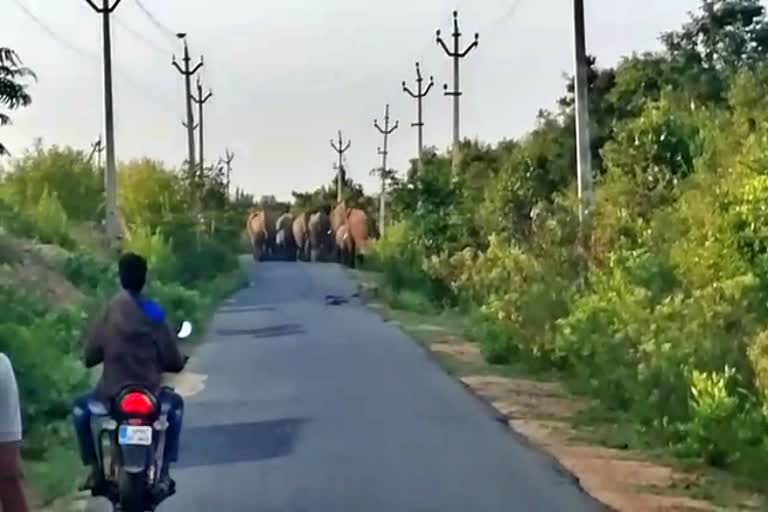 large-herd-of-38-elephants-found-at-chittoor-district