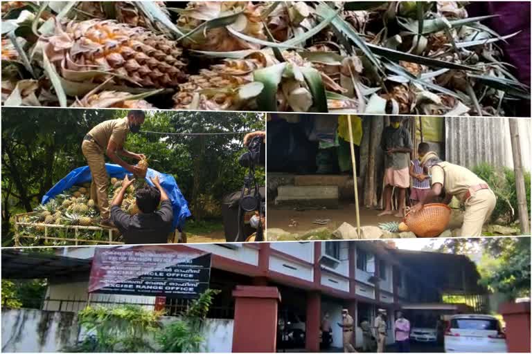 Devikulam Excise distributed pineapples in tribal villages  Covid: Devikulam Excise distributed pineapples in tribal villages  ആദിവാസി ഊരുകളില്‍ കൈതച്ചക്ക വിതരണം ചെയ്ത് ദേവികുളം എക്‌സൈസ്  ദേവികുളം ജനമൈത്രി എക്‌സൈസ് നടത്തി വരുന്ന വിവിധ സേവനപ്രവര്‍ത്തനങ്ങള്‍  പൈനാപ്പിളുകള്‍ വിതരണം ചെയ്ത് ദേവികുളം എക്‌സൈസ്  Devikulam Excise Distributes Pineapples