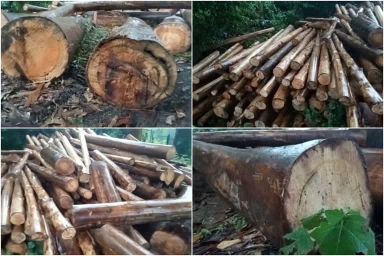 illegal logging  illegal tree cut  illegal logging in udumpanchola  udumpanchola  udumpanchola revenue department  ഉടുമ്പൻചോല ബി.എൽ റാം  അനധികൃത മരം മുറിക്കൽ  ഉടുമ്പൻചോല  ഇടുക്കി  റവന്യൂ വകുപ്പ്