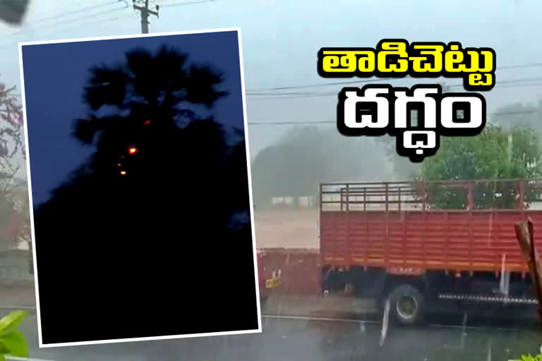 palm-tree-was-struck-by-lightning-and-burned-at-khammam