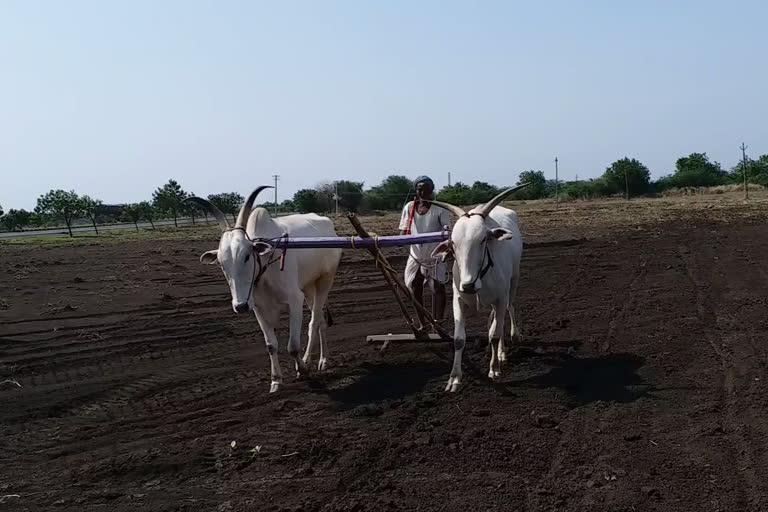 Vijayapura Farmers started Mansoon  agricultural activity