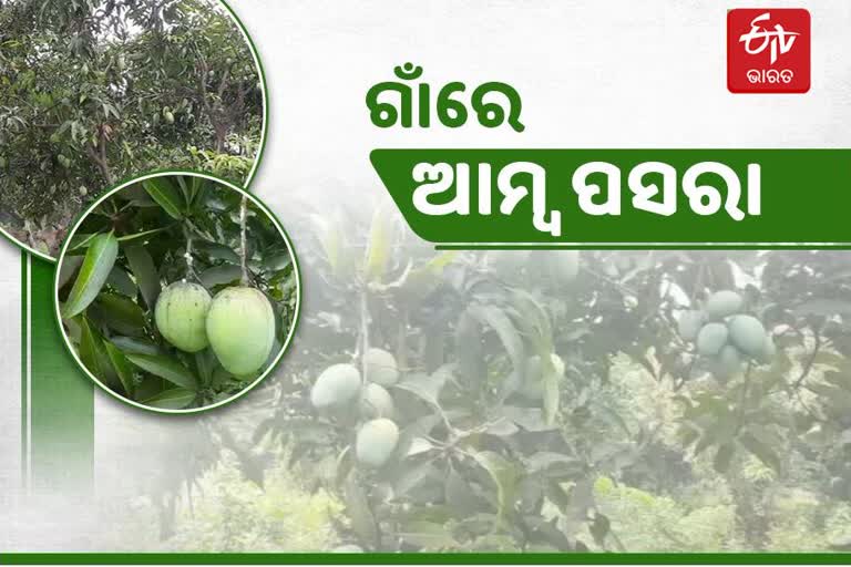 ଆମ୍ବ ବ୍ୟବସାୟୀଙ୍କ ଉପରେ କୋରୋନା ମାଡ: ଆରମ୍ଭ ହେଲା 'ଗାଁ ଆମ୍ବ ପସରା'