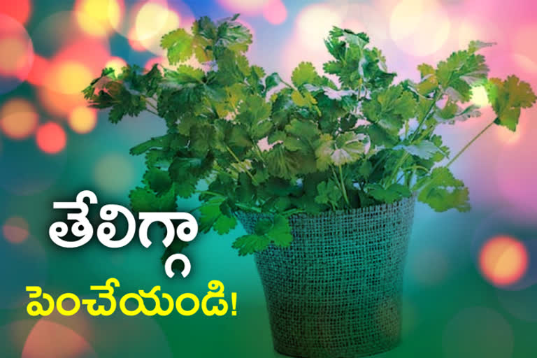 coriander farming at home, home gardening tips 