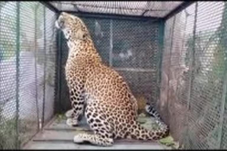 watch-leopard-rescued-in-indore